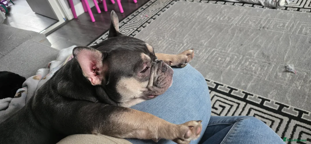 French Bulldog dogs for sale: French bulldog  - Advert 4