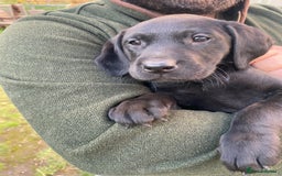 Labrador Retriever dogs for sale: 3 black labrador puppies  - Image 6