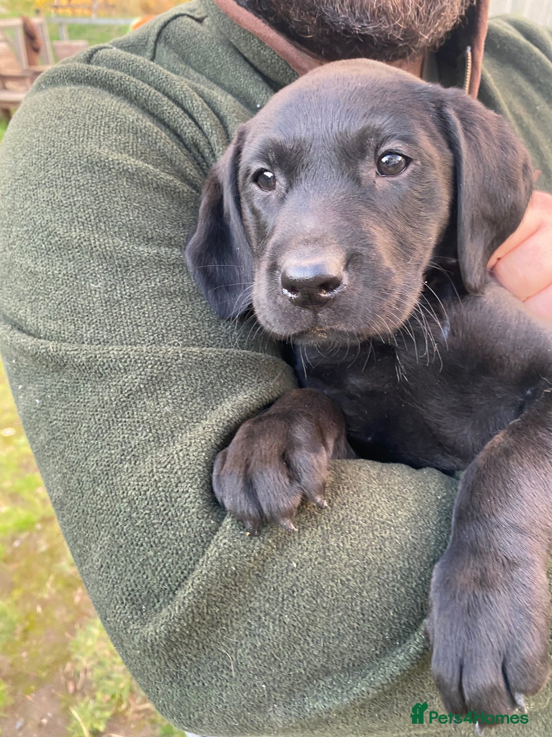 Labrador Retriever dogs for sale: 3 black labrador puppies  - Image 6