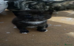 Mixed Breed cats for sale: 3 Male kittens  - Image 13