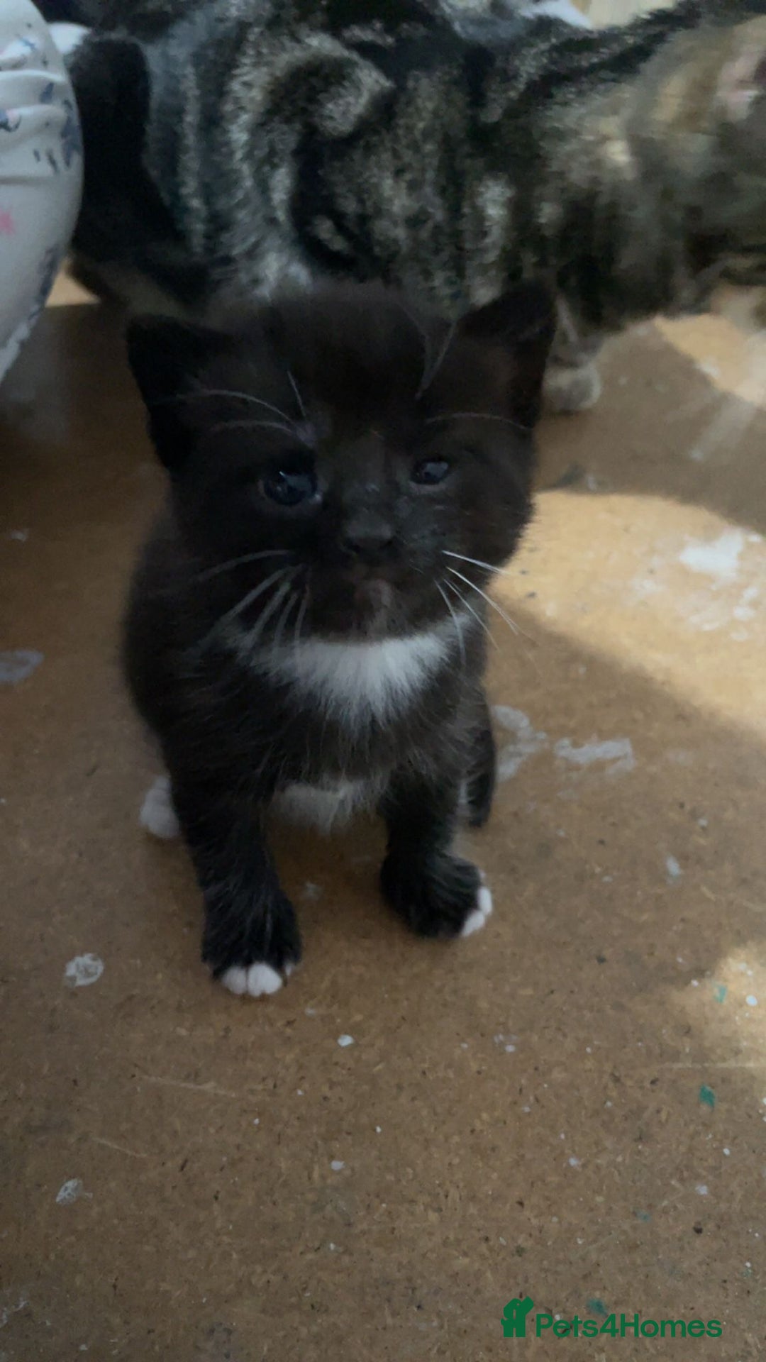 Mixed Breed cats for sale: 3 Male kittens  - Image 13
