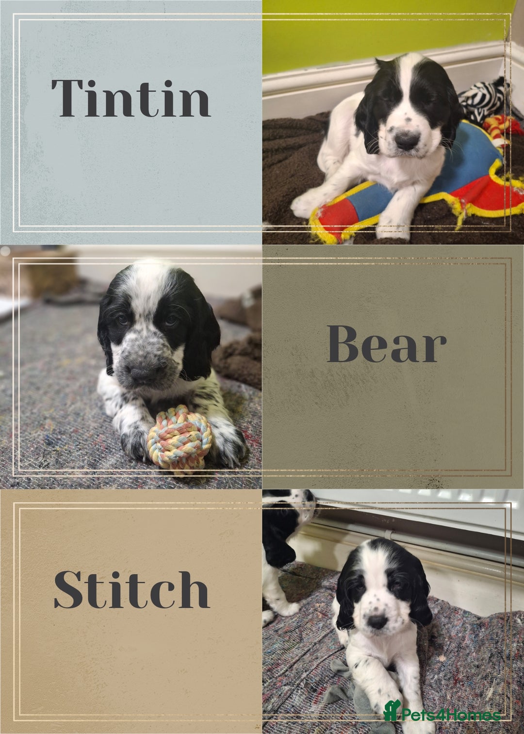 Cocker Spaniel dogs for sale: Our last pup - Ready now - KC Reg cocker spaniel! - Advert 16