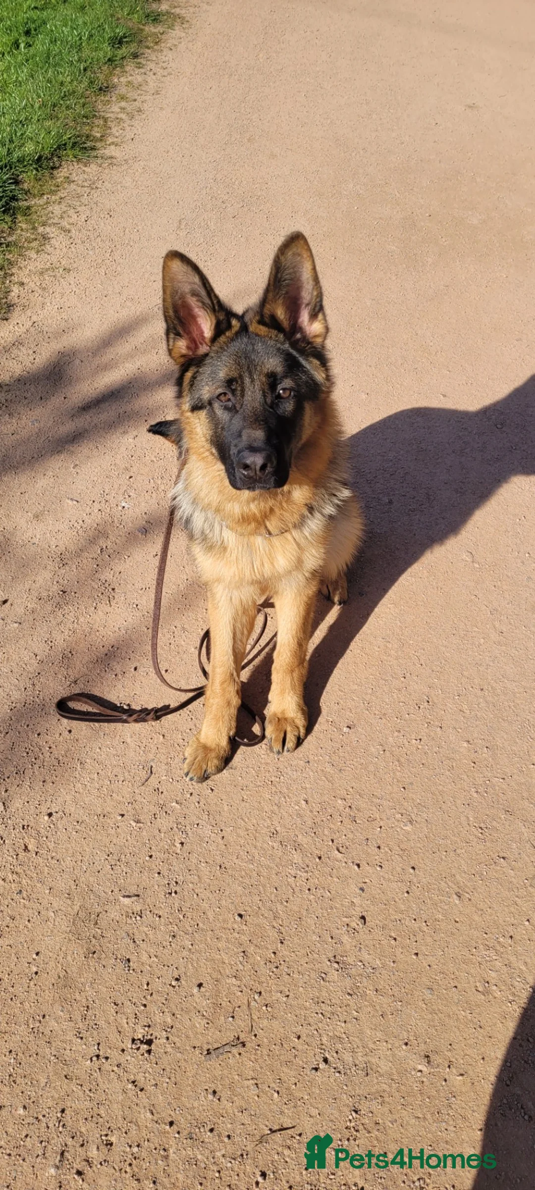 German Shepherd dogs for sale: German Shepherd Male 7 Months old KC Registered in Cumnock - Advert 4
