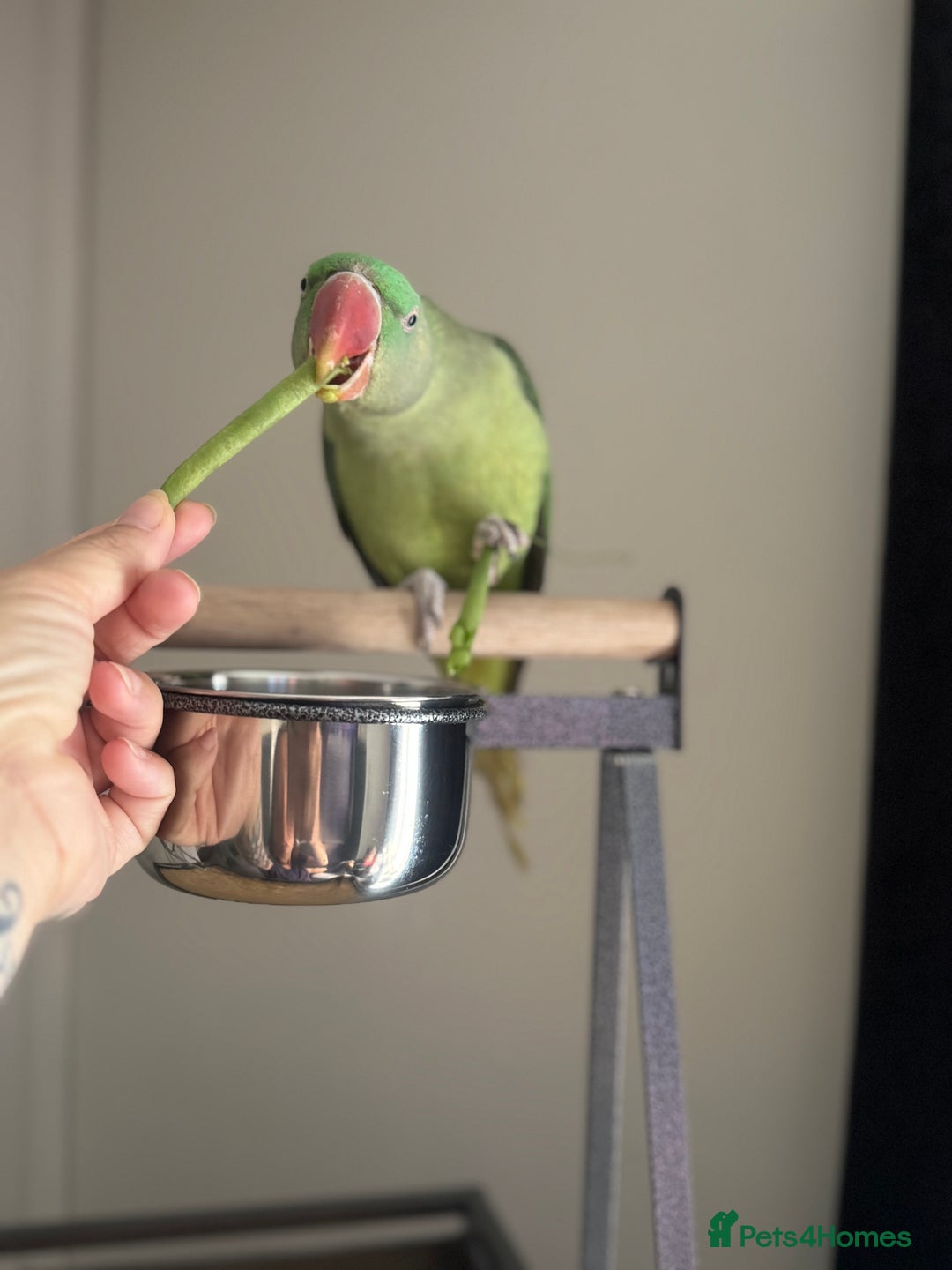 Conures birds for sale: Alexandrian  - Image 3