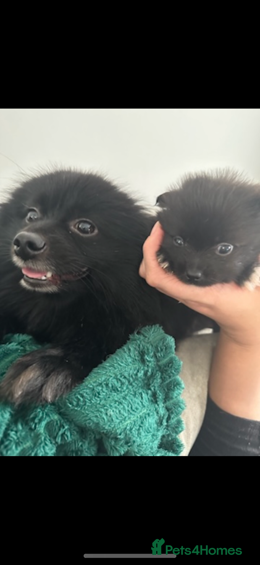 Pomchi dogs for sale: Pomchi puppie for sale - Image 4
