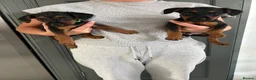 Lakeland Terrier dogs for sale: Lakeland terrier pups  - Advert 1