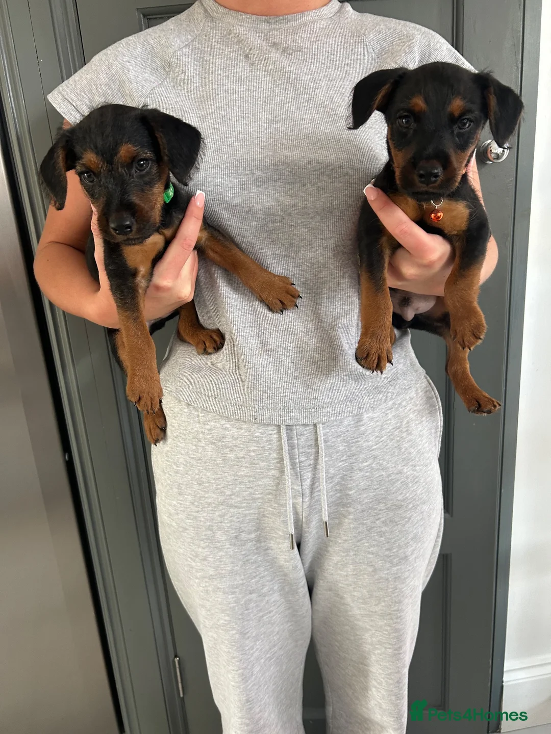 Lakeland Terrier dogs for sale: Lakeland terrier pups  - Advert 1