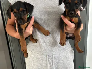 Lakeland Terrier dogs Lakeland terrier pups - Advert 2