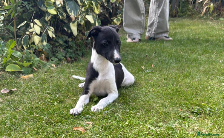 Whippet dogs - Advert 4