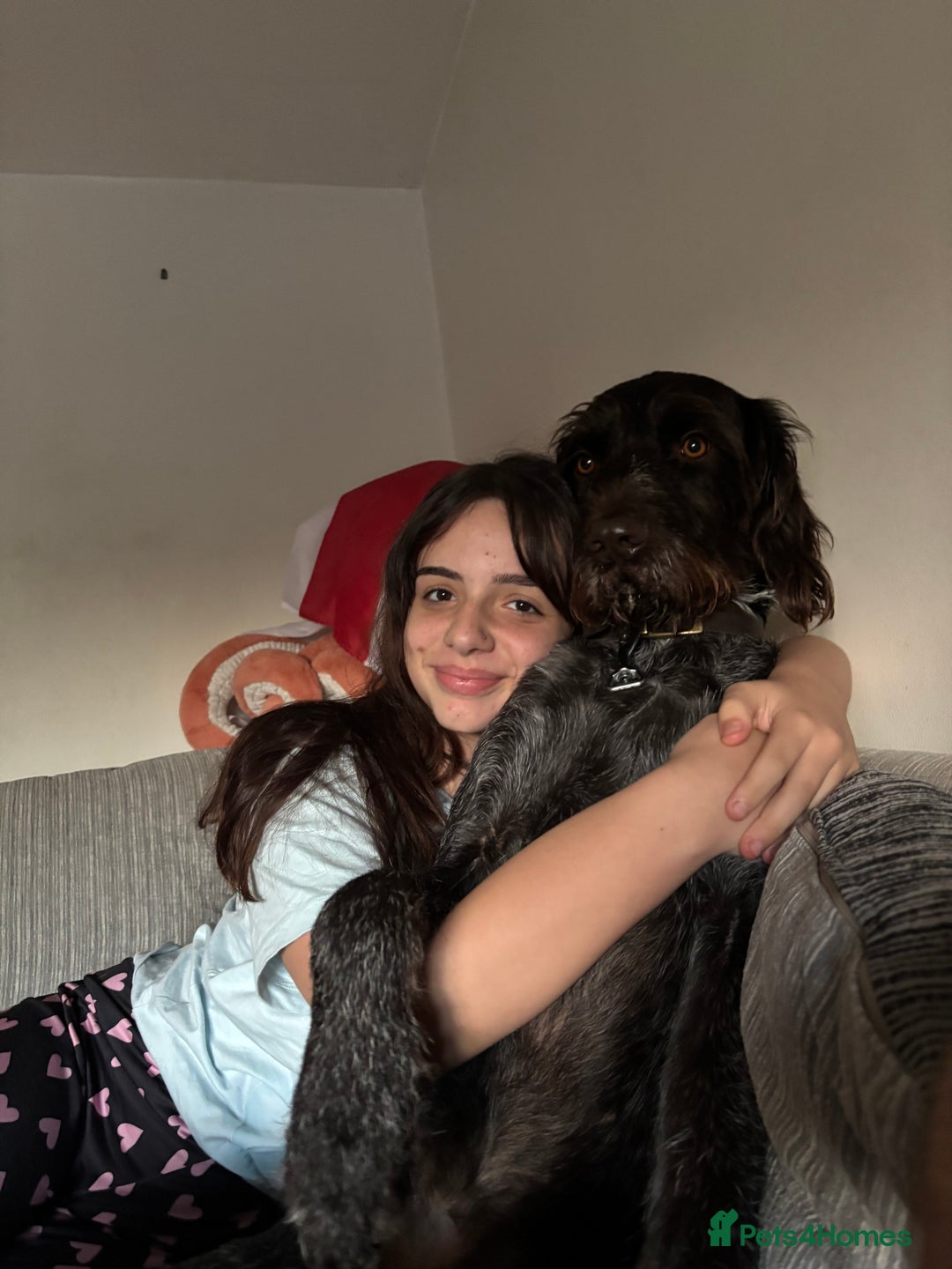 German Wirehaired Pointer dogs for sale: German Wirehaired Pointer For Sale  - Advert 5