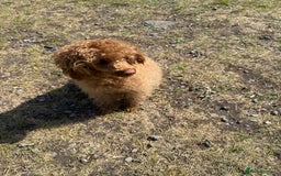 Toy Poodle dogs for sale: Toy poodle puppies  - merle bloodline  - Image 3