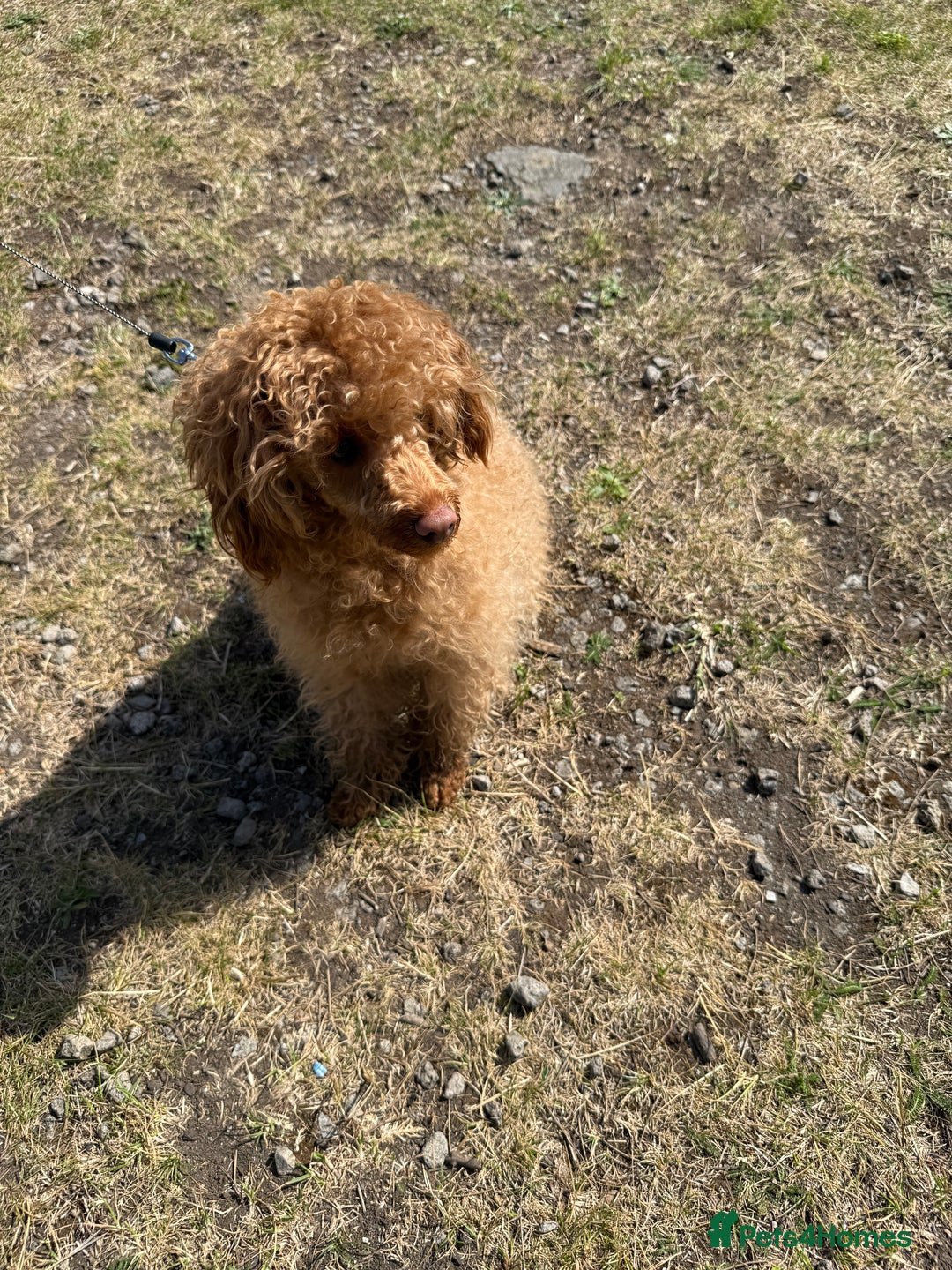 Toy Poodle dogs for sale: Toy poodle puppies  - merle bloodline  - Image 3