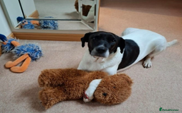 Pointer dogs for adoption: Flynn - Loyal boy seeks 3rd (and final) home! - Image 4