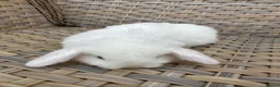Mini Lop rabbits for sale: Blue eyed white mini lops. - Advert 5