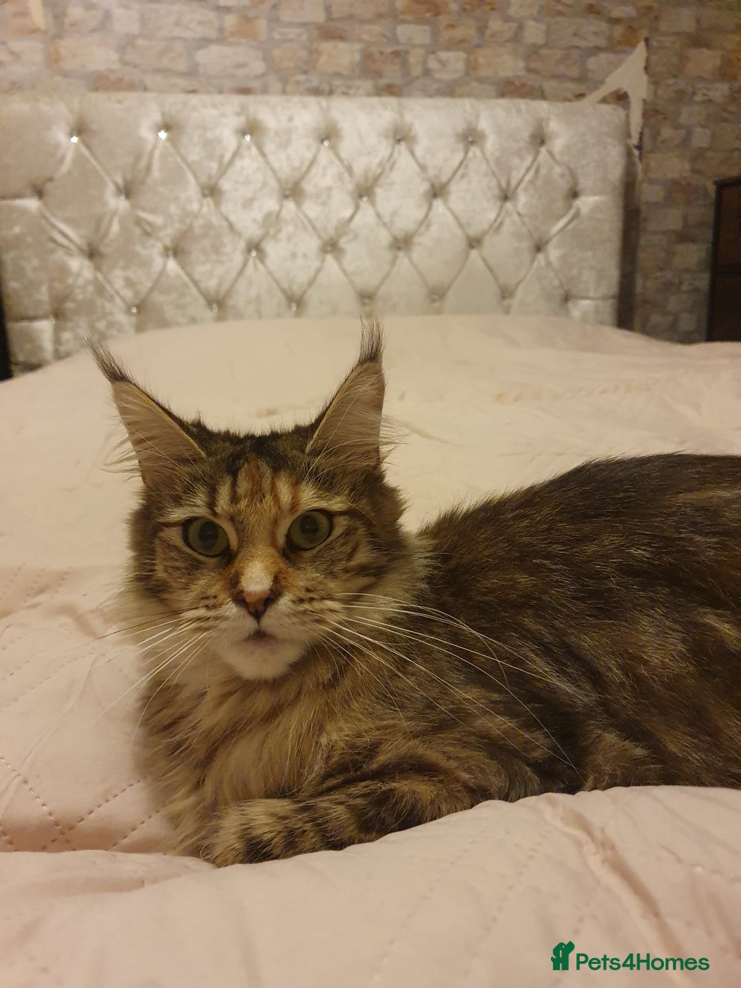 Maine Coon cats for sale: Beautiful Maine-coon girl.  - Advert 3