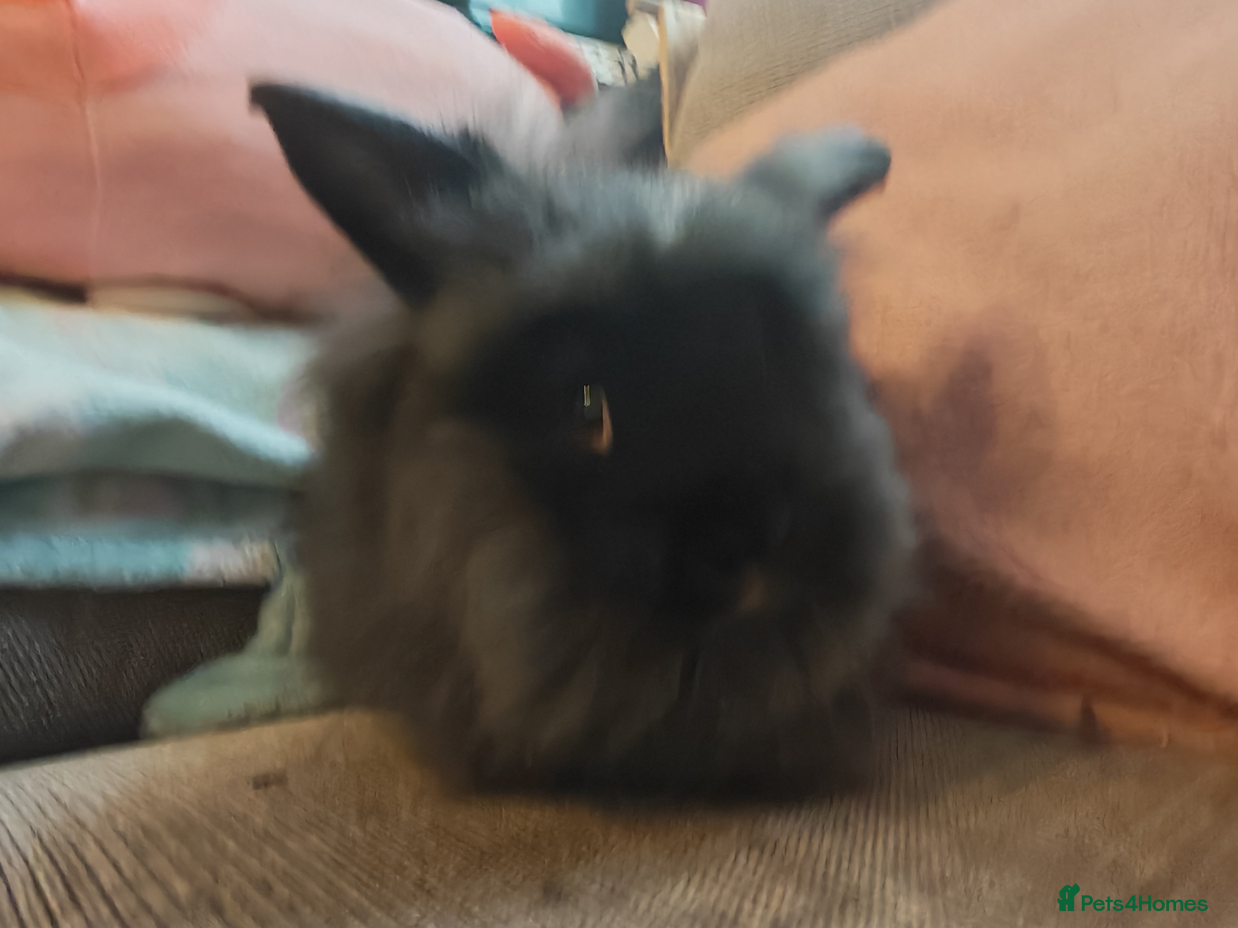 Lionhead rabbits Baby Lionhead rabbits - Advert 7