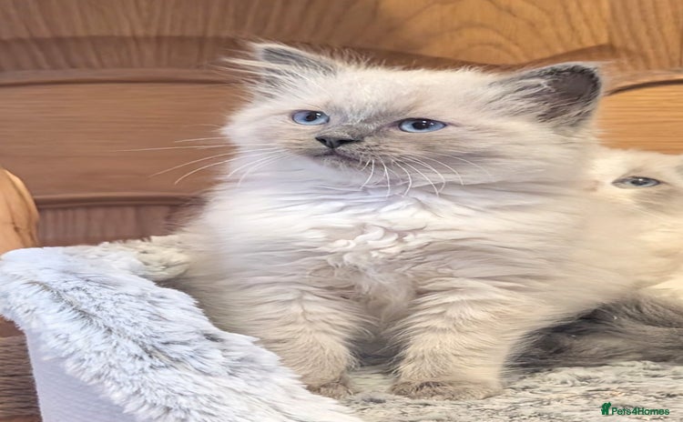 Ragdoll cats - Advert 2