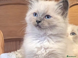 Ragdoll cats - Advert 16