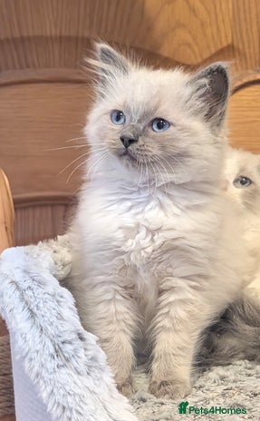 Ragdoll cats - Advert 2