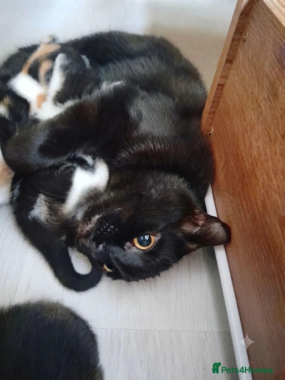 Mixed Breed cats for sale: Beautiful ginger tree colour kittens for good home - Advert 2