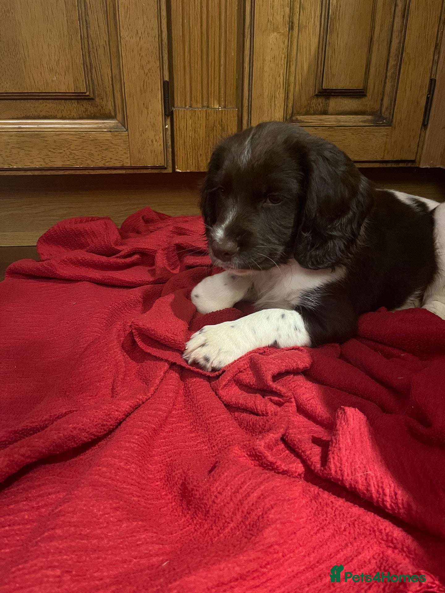 English Springer Spaniel dogs GORGEOUS ENGLISH SPRINGER SPANIEL PUPPIES - Advert 2