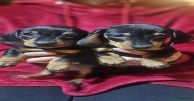 Miniature Dachshund dogs - Advert 3