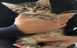 British Shorthair cats for sale: British shorthair kittens *ready now* - Image 10
