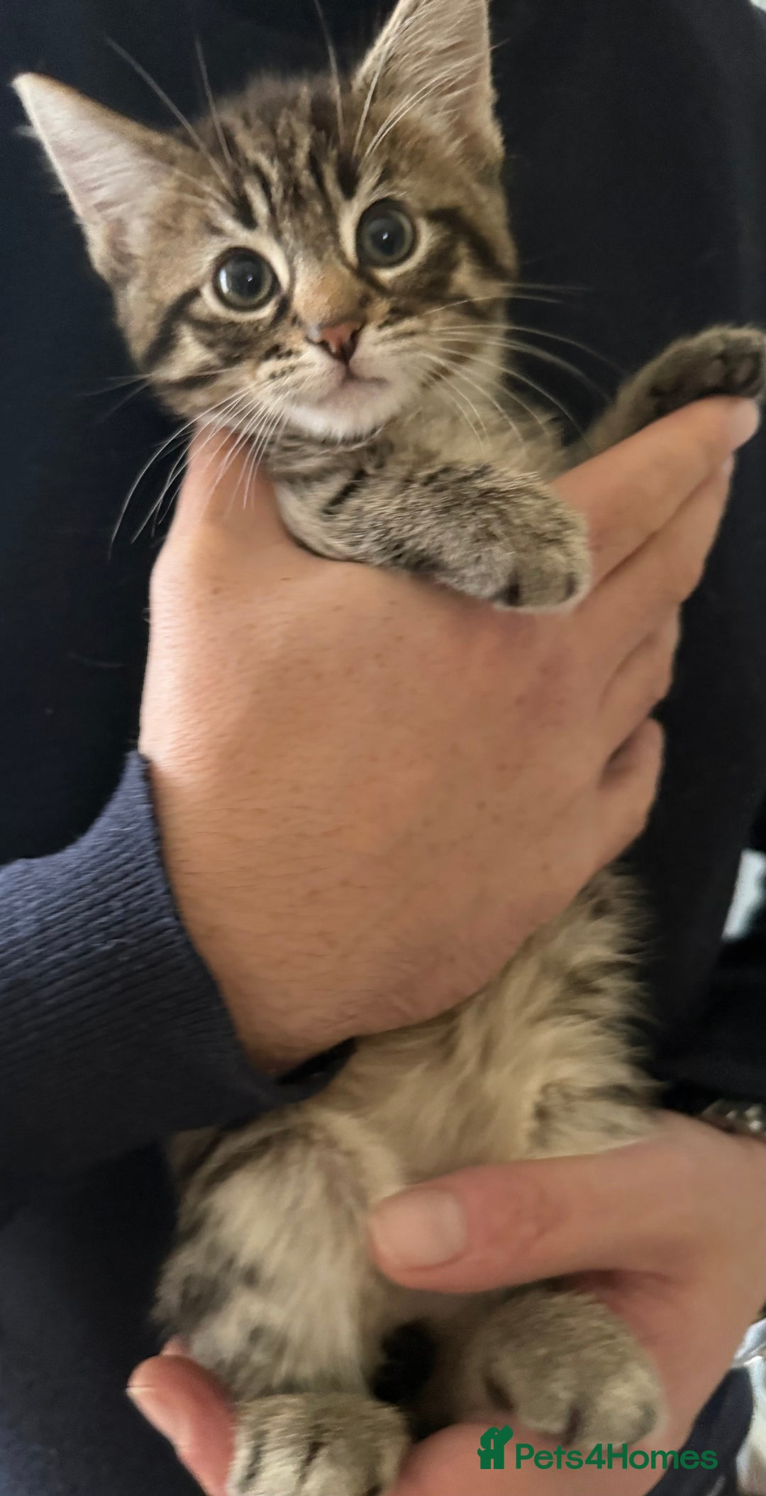 British Shorthair cats for sale: British shorthair kittens *ready now* - Image 10
