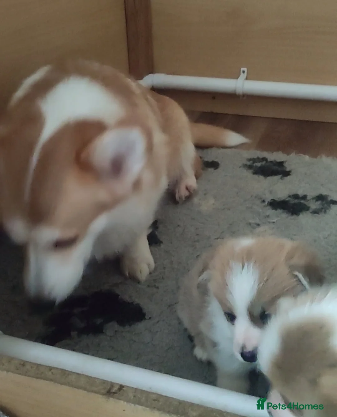 Welsh Corgi Pembroke dogs for sale: Welsh Corgi (Pembroke) - Advert 20