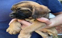 Mixed Breed dogs for sale: ❤️Beautiful Border Terrier cross puppies for sale. - Image 20
