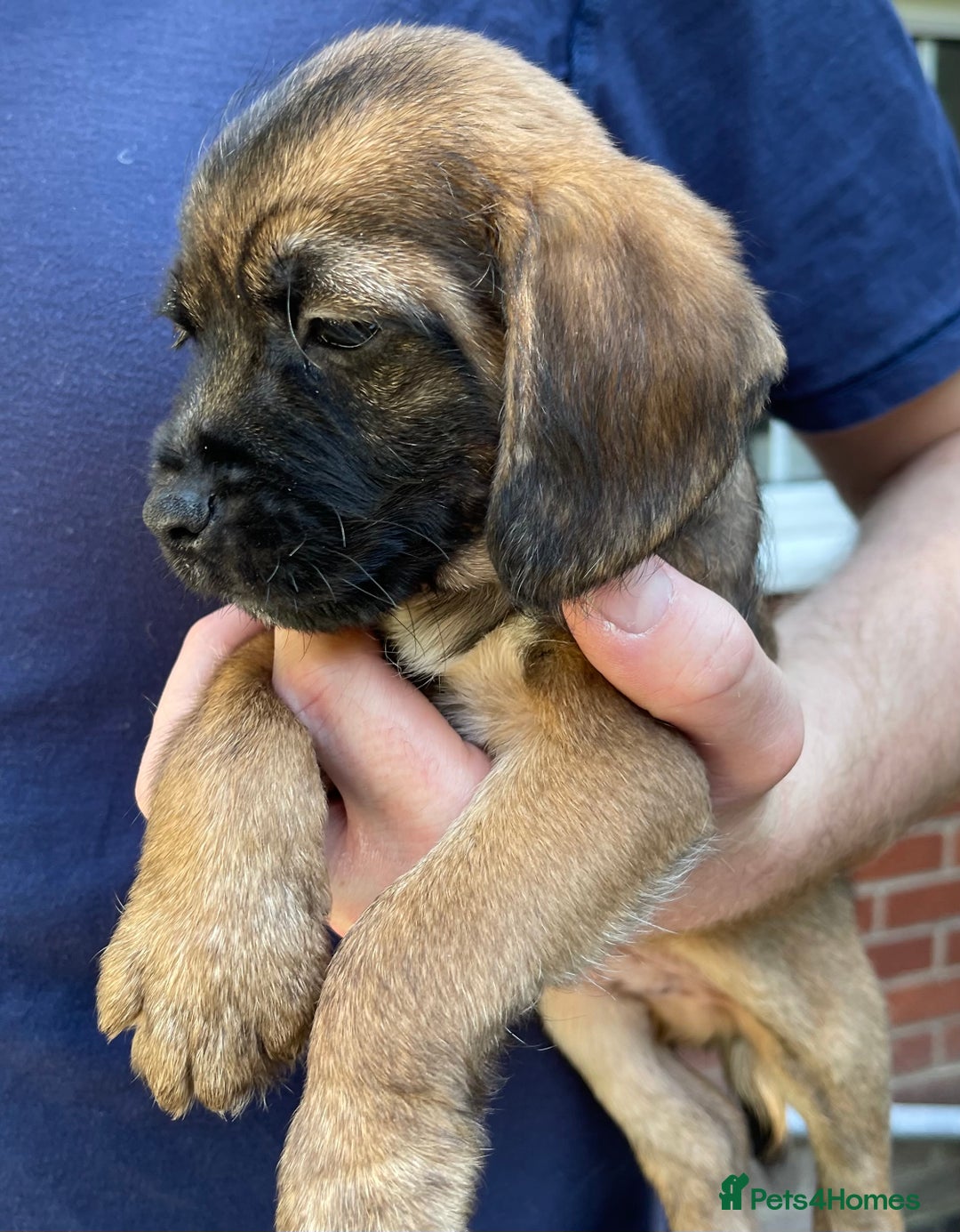 Mixed Breed dogs for sale: ❤️Beautiful Border Terrier cross puppies for sale. - Image 20