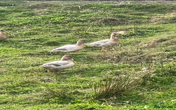 Ducks poultry for sale: Call ducks  in Cullompton - Image 1