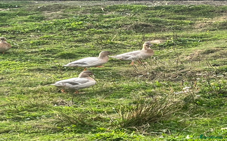 Ducks poultry in Cullompton - Advert 5