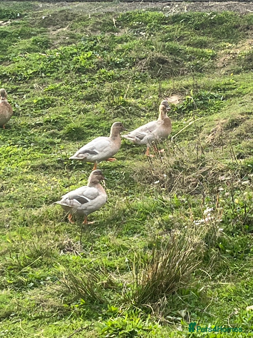 Ducks poultry for sale: Call ducks  in Cullompton - Image 1
