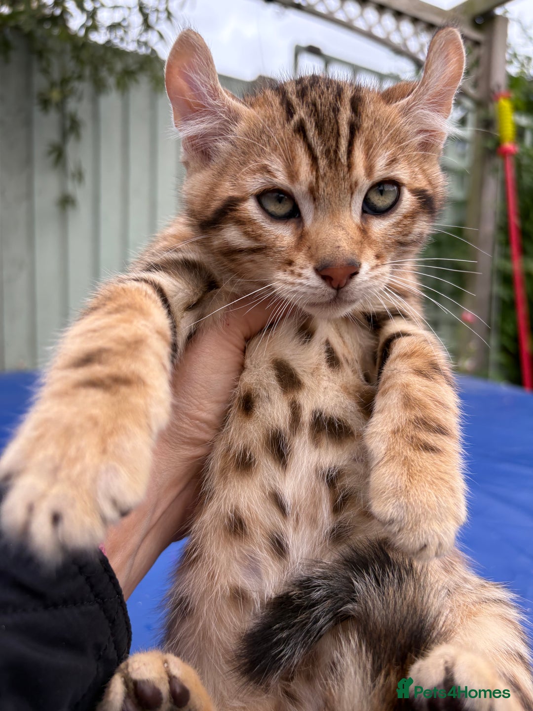 Keetso cats for sale: Rare curled eared rosetted keetso male  - Advert 4