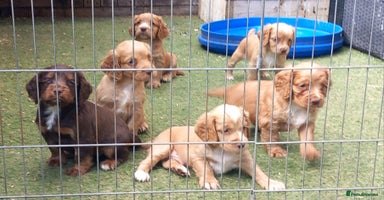 Cocker Spaniel dogs - Advert 10