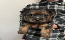 Norfolk Terrier dogs for sale: Norfolk Terrier Puppies - Image 11