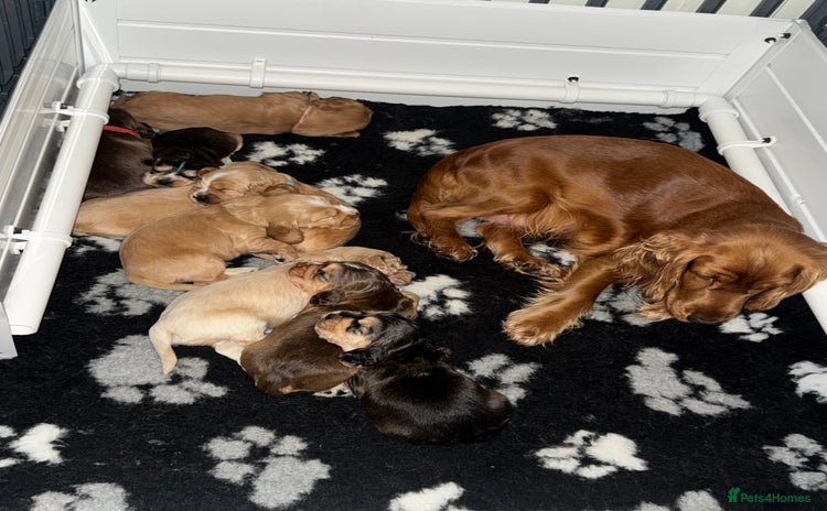 Cocker Spaniel dogs - Advert 12