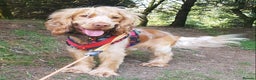Cocker Spaniel dogs for stud: Proven Handsome Show Cocker Spaniel For Stud in Rochdale - Advert 24