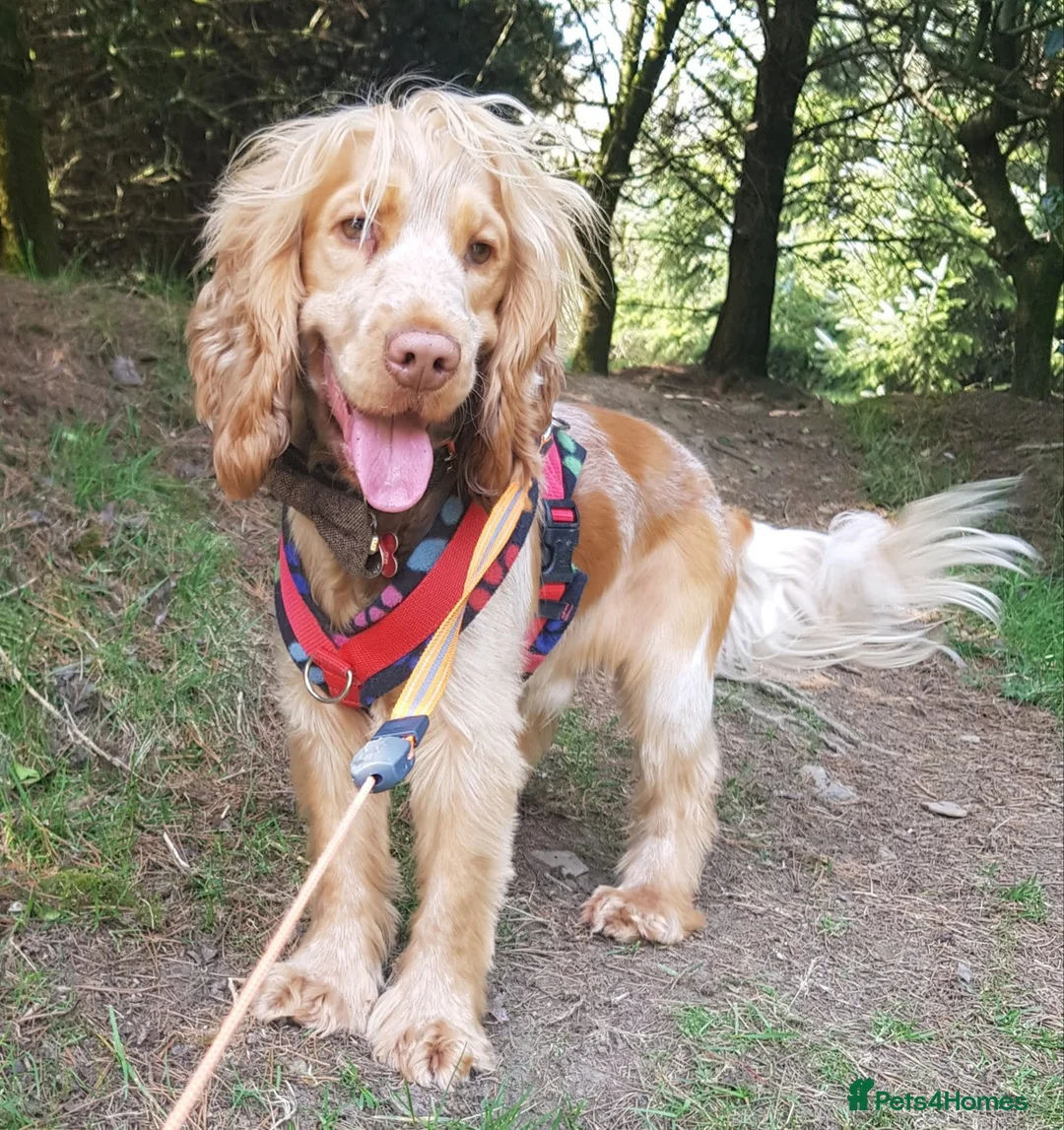 Cocker Spaniel dogs for stud: Proven Handsome Show Cocker Spaniel For Stud in Rochdale - Advert 25