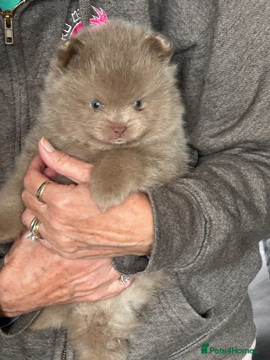 Pomeranian dogs for sale: Lilac & lilac and tan male  - Advert 2