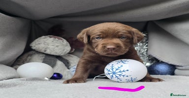 Labrador Retriever dogs Chunky cute lab pups for sale - Advert 11