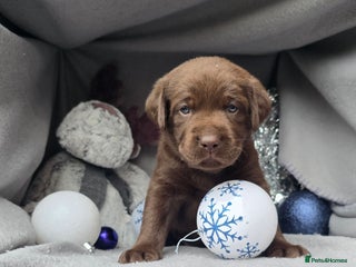 Labrador Retriever dogs Chunky cute lab pups for sale - Advert 8
