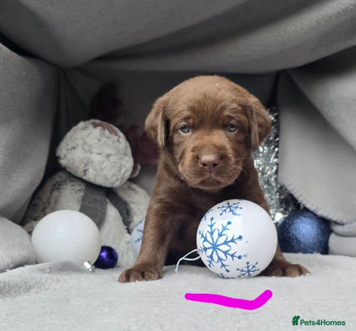 Labrador Retriever dogs - Advert 10