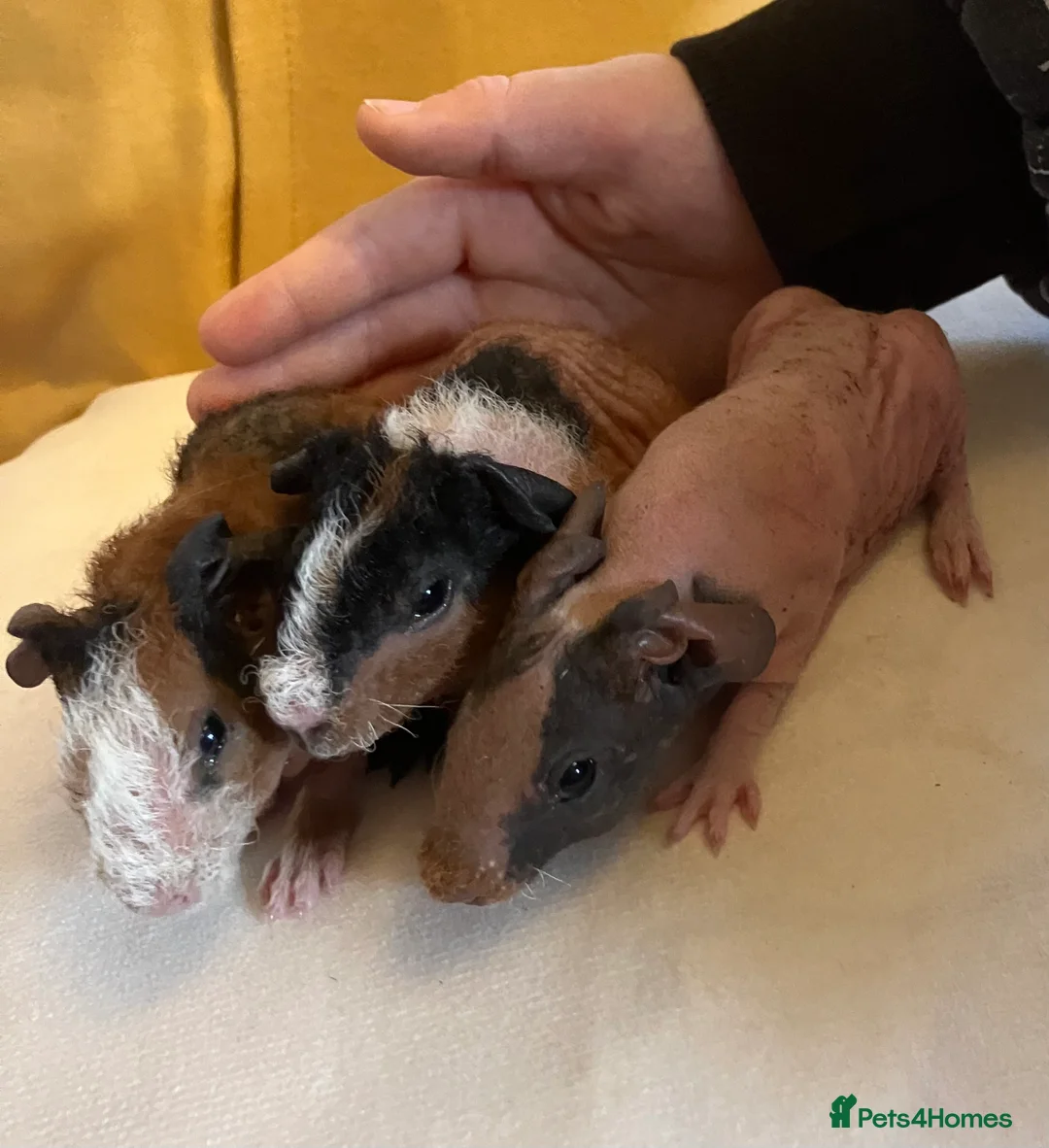 Guinea Pig rodents for sale: Well handled skinny pigs.  - Advert 17