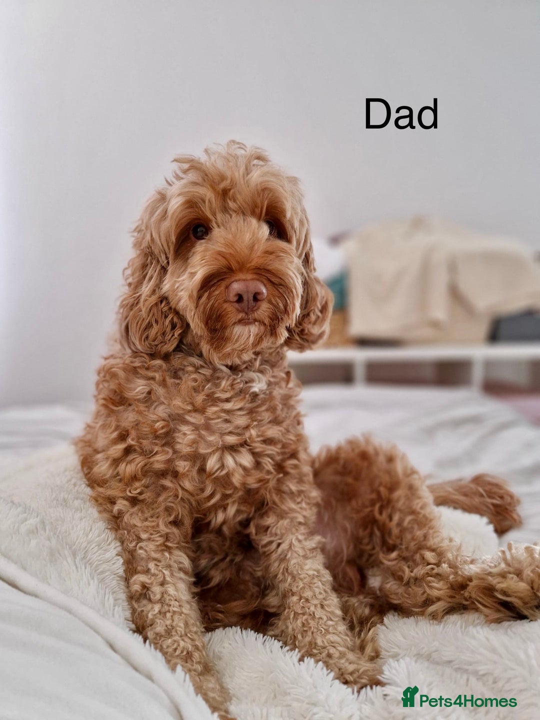 Cockapoo dogs for sale: Beautiful F2 Cockapoos - 5 boys left  - Advert 23