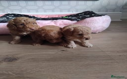 Cavachon dogs for sale: Beautiful golden cavapoochons puppies  - Image 1