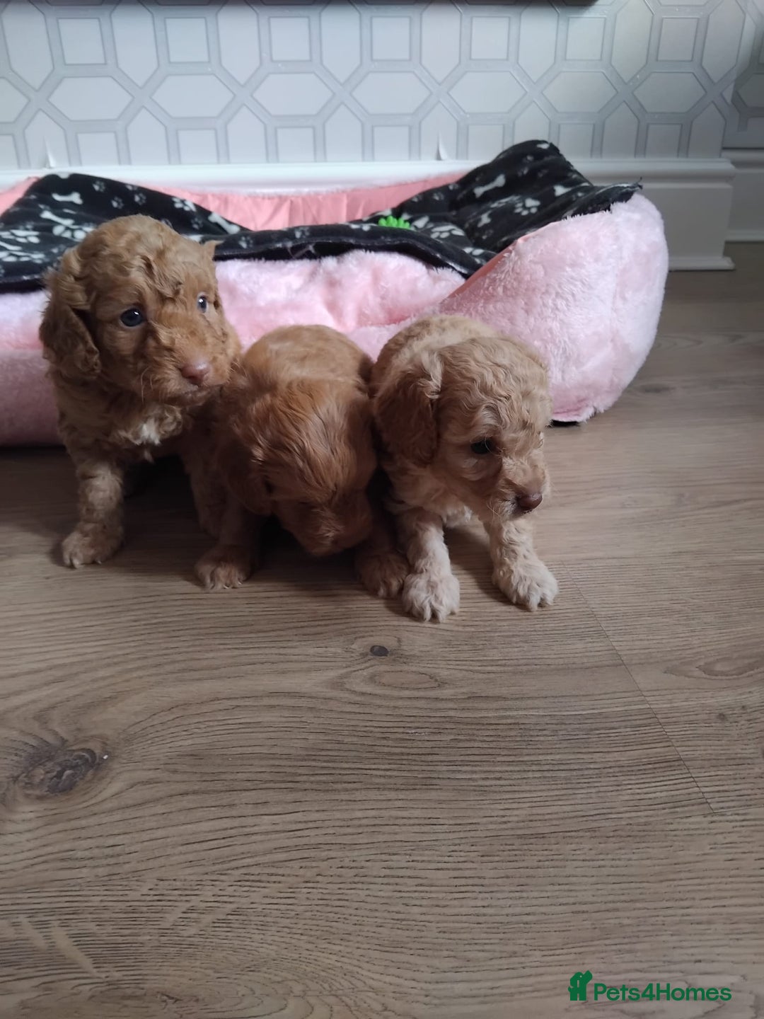 Cavachon dogs for sale: Beautiful golden cavapoochons puppies  - Image 1