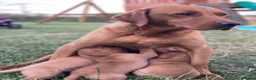 Labrador Retriever dogs for sale: Fox Red lab puppies  in Sheffield - Advert 4
