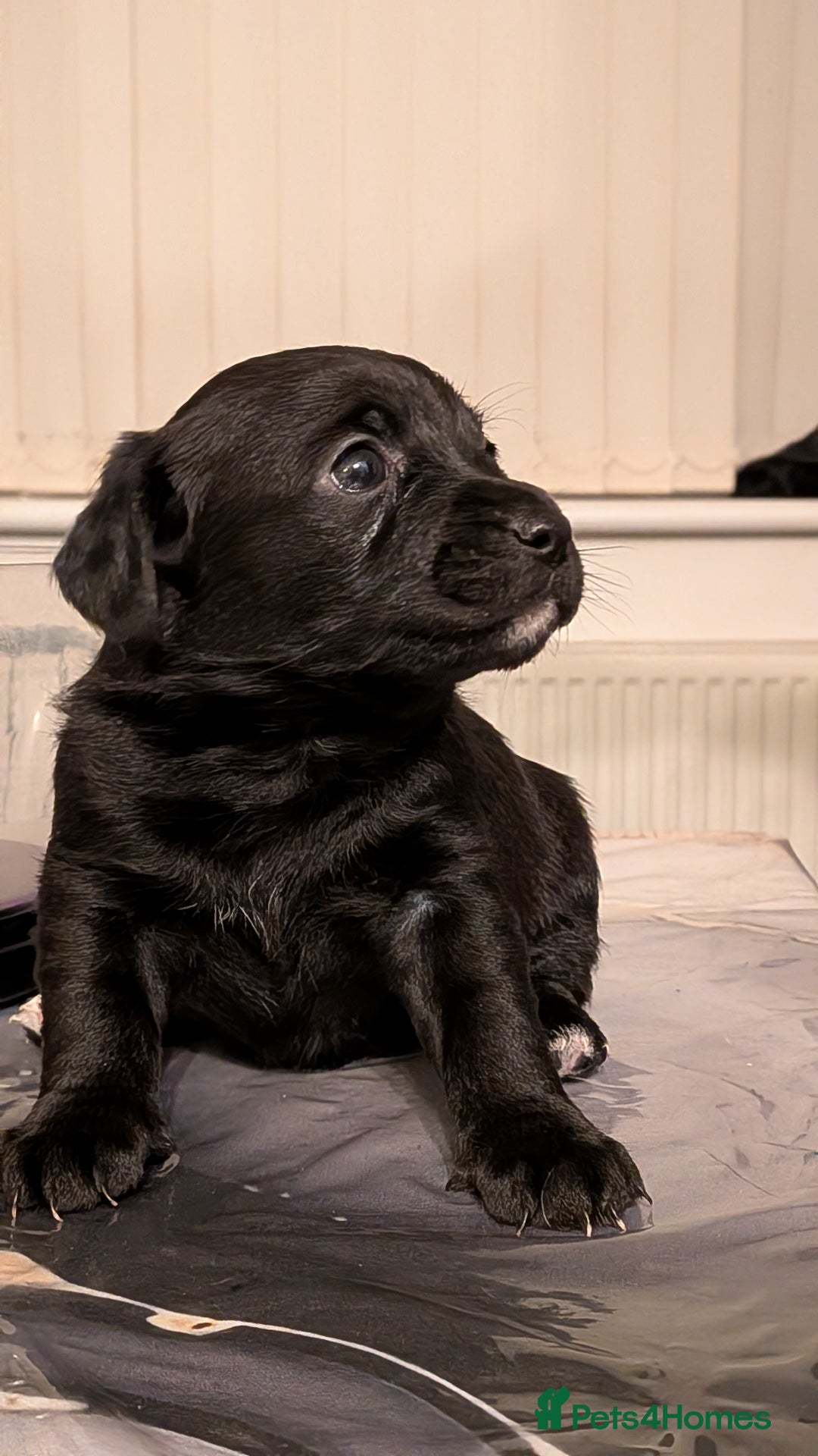 Mixed Breed dogs for sale: Puppies: Cocker Spaniel/Jack Russell  - Advert 14